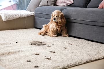 A dog beside muddy pawprints and tracked-in soil on light carpet.