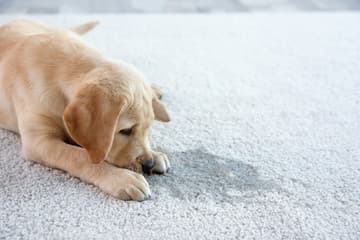 A dog lying beside a visible pet accident spot on light carpet.