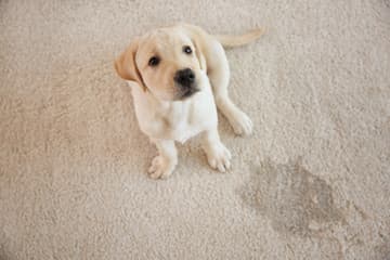 A puppy sitting beside a pet accident stain on light carpet.